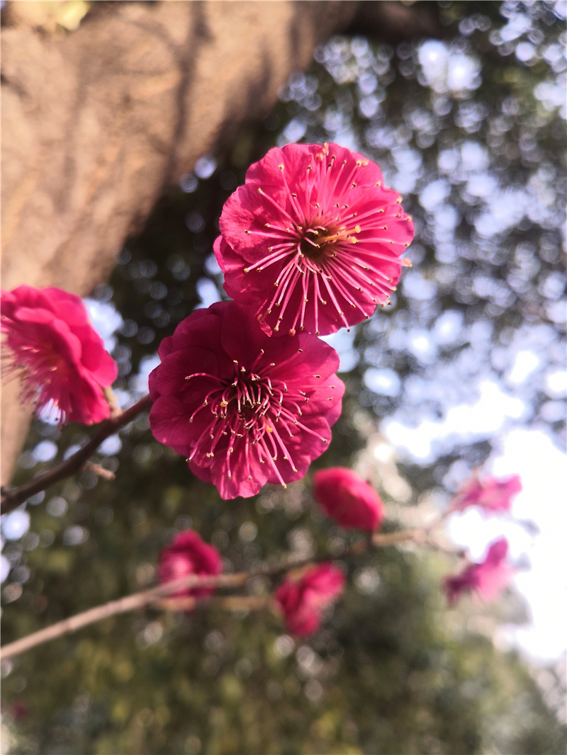 微信图片_202003050949003.jpg