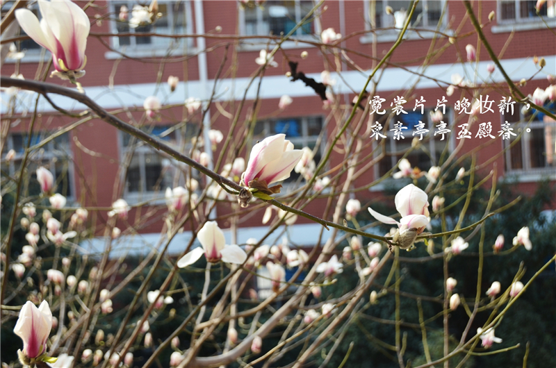 濮阳市第六中学1.jpg