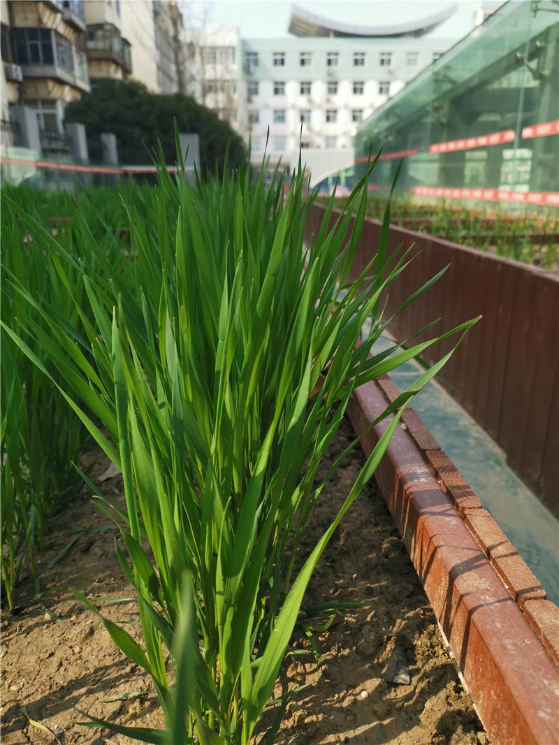 河南省实验小学 王献甫 摄.jpg