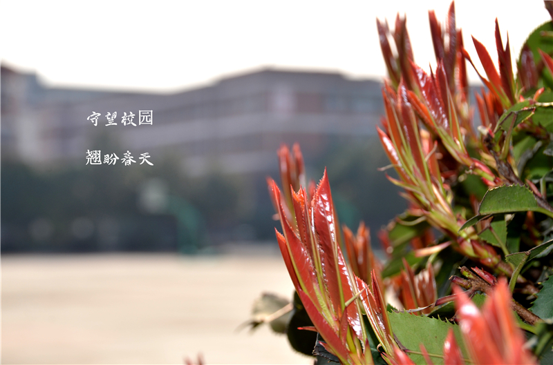 濮阳市第六中学3.jpg