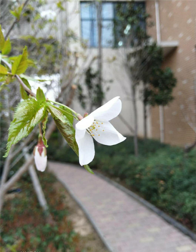 小径幽芳.jpg