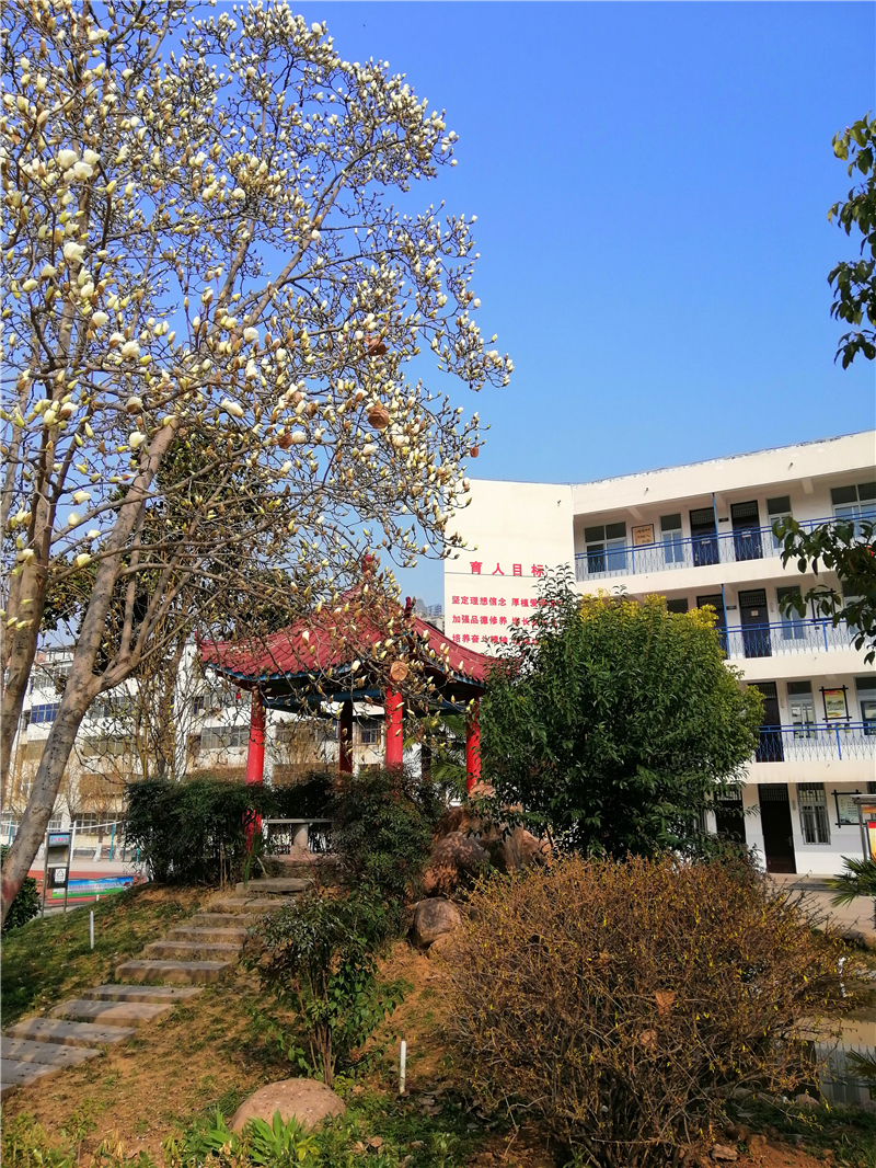 5玉兰竟放.jpg