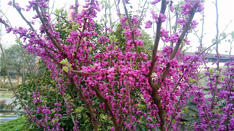 校园紫金花1.jpg