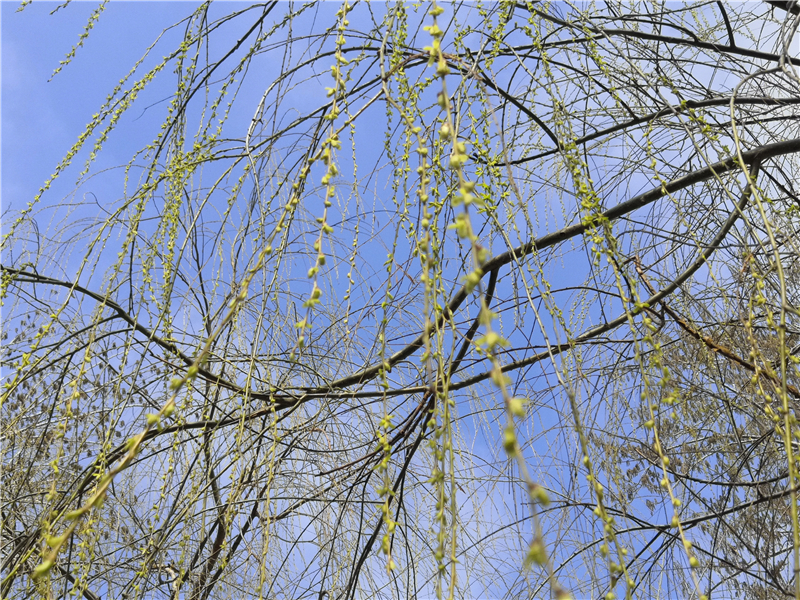 柳芽.jpg